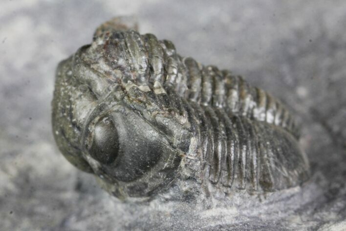 Detailed Gerastos Trilobite Fossil - Morocco #145764